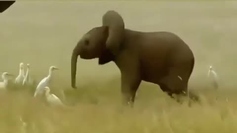 Funny Baby Elephant -