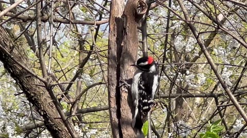 Downy Woodpecker James gardens Toronto