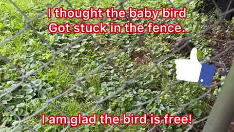 The Baby bird stuck in the fence.