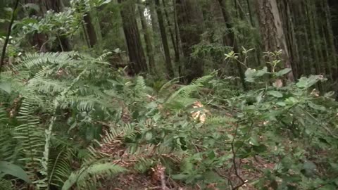 The Best Bigfoot Video Ever!