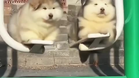 Cute baby dogs 🤩🐶 playing 🎴
