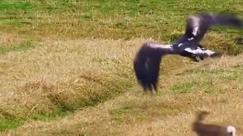 Rabbit chased by Eagle