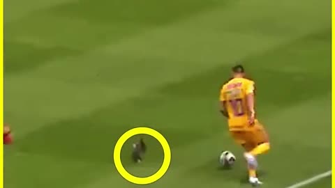 Dog playing a football ⚽ ..ohh my god 😂🤯