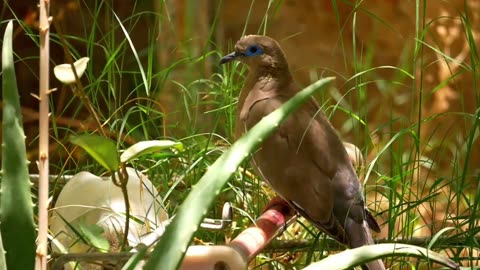 Brown Bird in the Nature.