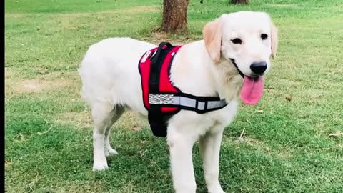 Indihopshop Personalized Dog Harness | No-Pull | No-Choke | Reflective