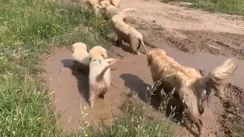 Sunday’s are for worshiping Goldens