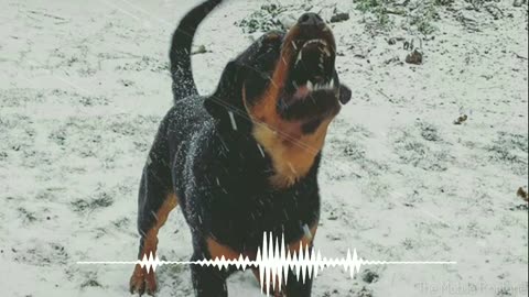 Dog Barking Sound | Dog Sound Effect _ by the mobile ringtone