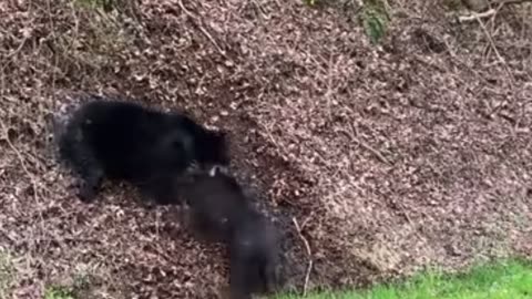 Black Bear vs Wild Boar in the Tennessee Mountains