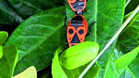 Fire bugs mating.