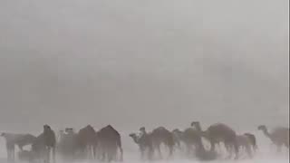 Hailstorms turns the Saudi desert white