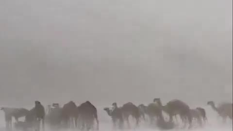 Hailstorms turns the Saudi desert white