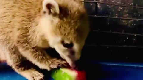 Raccoon and nose, babies in the same cage