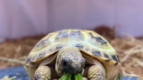 Tortoise enjoying yummy salad