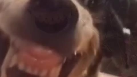 Barking Mad Laughs: The Video That Will Leave You Howling with Joy!