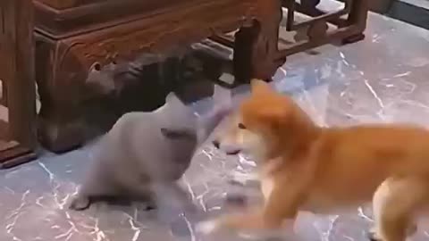 This Dog is any cat's Nightmare. Funny Video