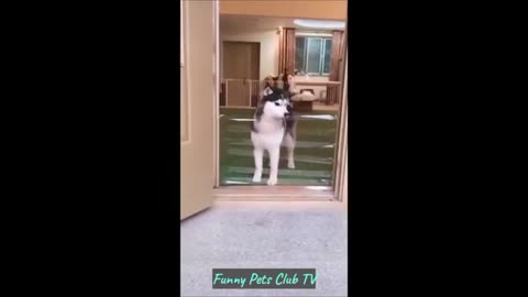 Hilarious Animal Antics 🤣 Best Cat and Dog Videos 2024 😁 #126