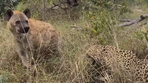 Leopard and Hyena nose to nose