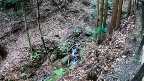 Owl Bites Child near Japanese Monkey Mountain (WT Part 5)