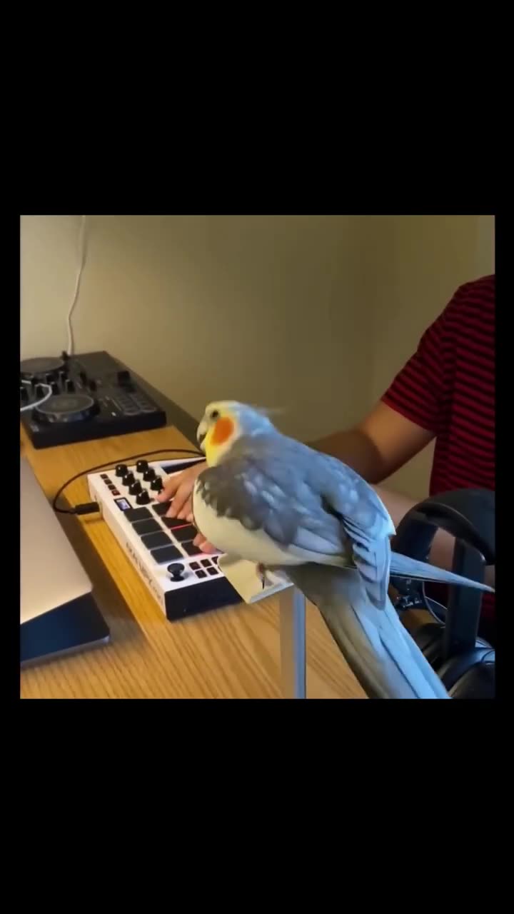 Parrot Dance Meme #funnyvideo #comedyvideo #edits #shortsvideo #shorts #animalsmemes #seamemes #fun