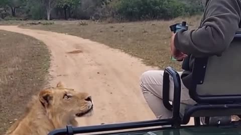 Lion looks eye to eye 🤨