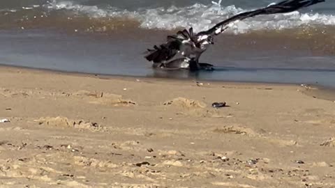 Osprey Catches Trout