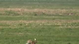 eagle attacks rabbit and takes the worst