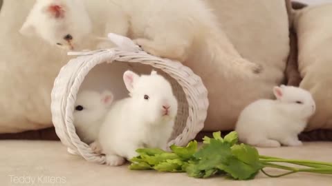 White # kitten # and # white # tiny # bunnies # It's so Сute