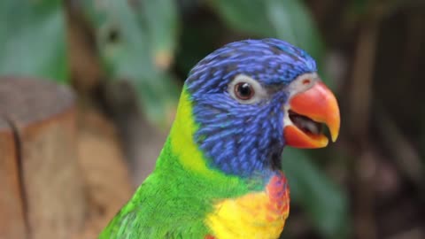 Beautiful parrot you may never seen