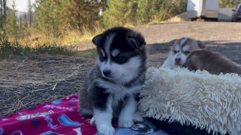 Best Bowtie Pomsky Love - Benjo Pumsky Puppy Available! Perfect Markings!