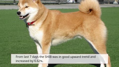 Shiba Inu Price Prediction 2023 SHIB Crypto Forecast up to $0.00001960