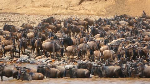 Migration of wildebeests
