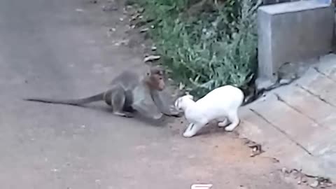 Monkey VS. Cat video : Monkey attacks Cat
