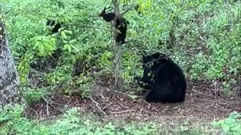 Black Bear Cub Falls From Tree