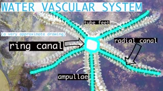 60 Second Zoology - The Water Vascular System of a Starfish