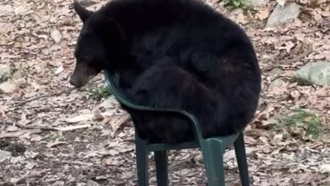 Bear Sits in Chair