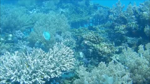 Bali Diving in Pemuteran, BioWreck. Part 8