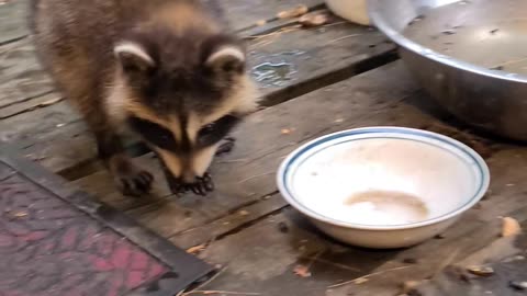 07-08-23 | Feeding Baby Raccoons | Part 10 | #shorts