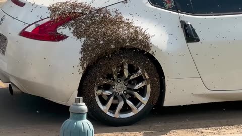 Bees Swarm Sports Car