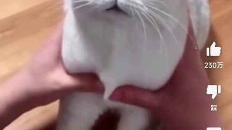 Funny cat video