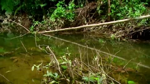 Bear pesca pirañas con arco y flecha en la Amazonia - A Prueba de Todo - Discovery Latinoamérica