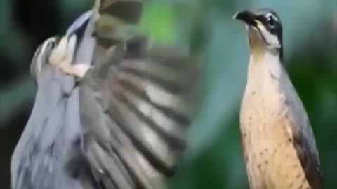 Birds Dancing in the Wild