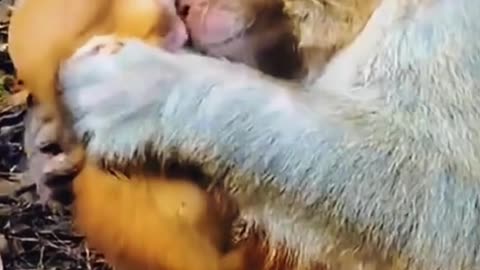 Funniest Monkey 🐵 🐒Funny Animal Videos 🐨Sportive Animals#12