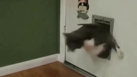 Cat stuck in the door