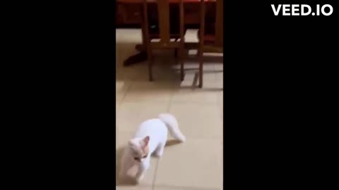 Funny animal videos | cats fail moments
