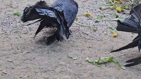 Fancy Pigeon Brings Flowers To His Wife