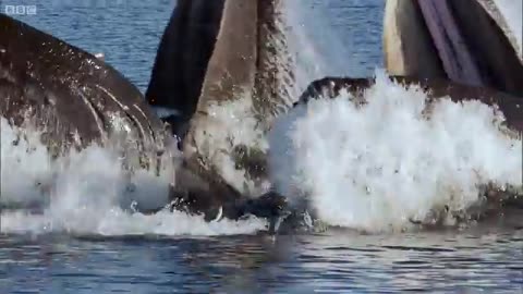 Whales' Bubble Net Fishing | Nature's Great Events | BBC Earth