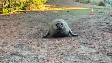 Neil the Seal Wants to Come With Us