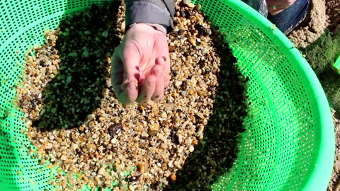 How to find fossils - Fossil hunting for shark teeth at Westmoreland State Park