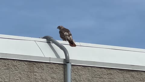 Spotted a Red-Tailed Hawk at the local plaza 😊