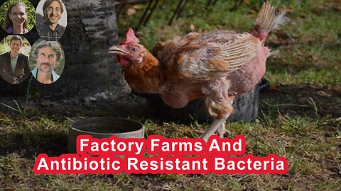 Factory Farms Have Become Breeding Grounds For Antibiotic Resistant Bacteria